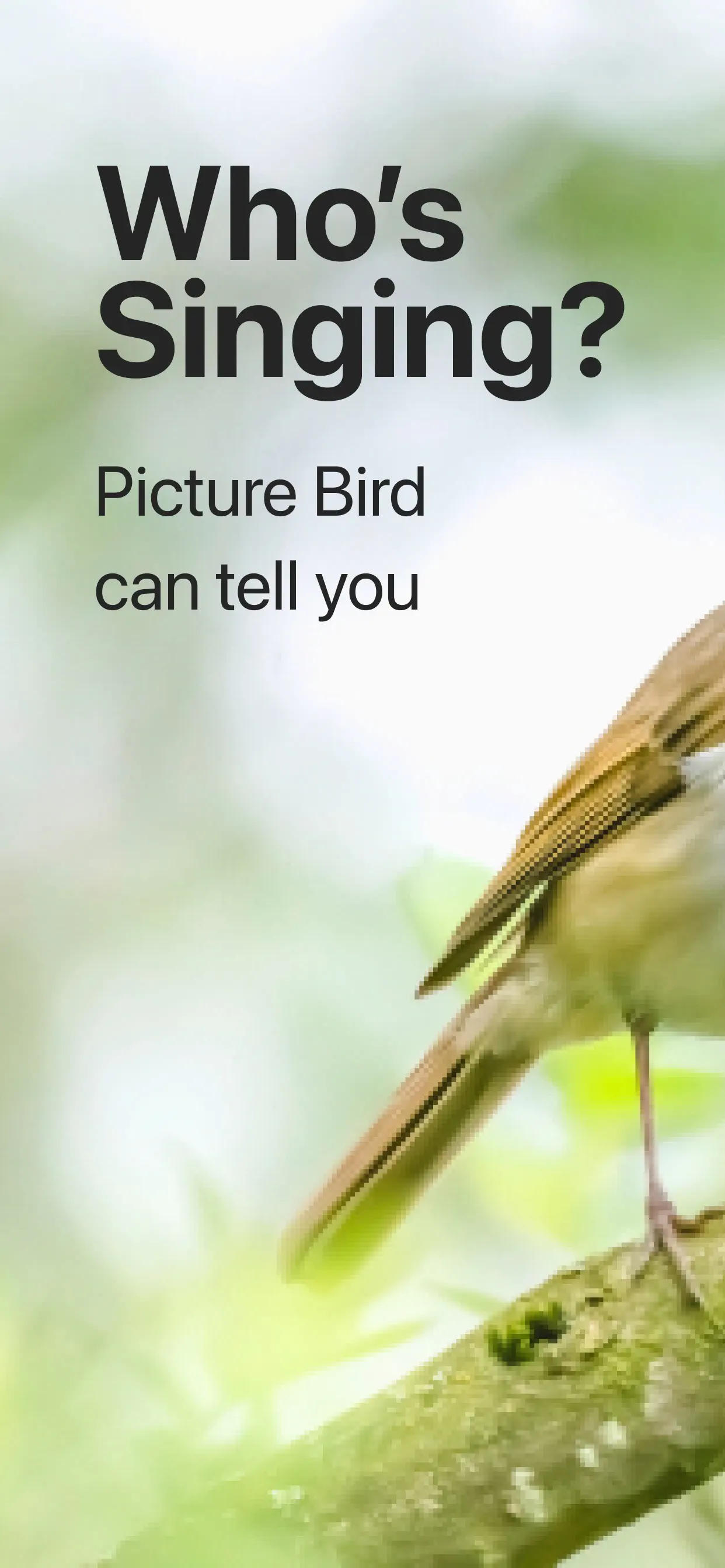 Picture Bird: Bird identifier screenshot