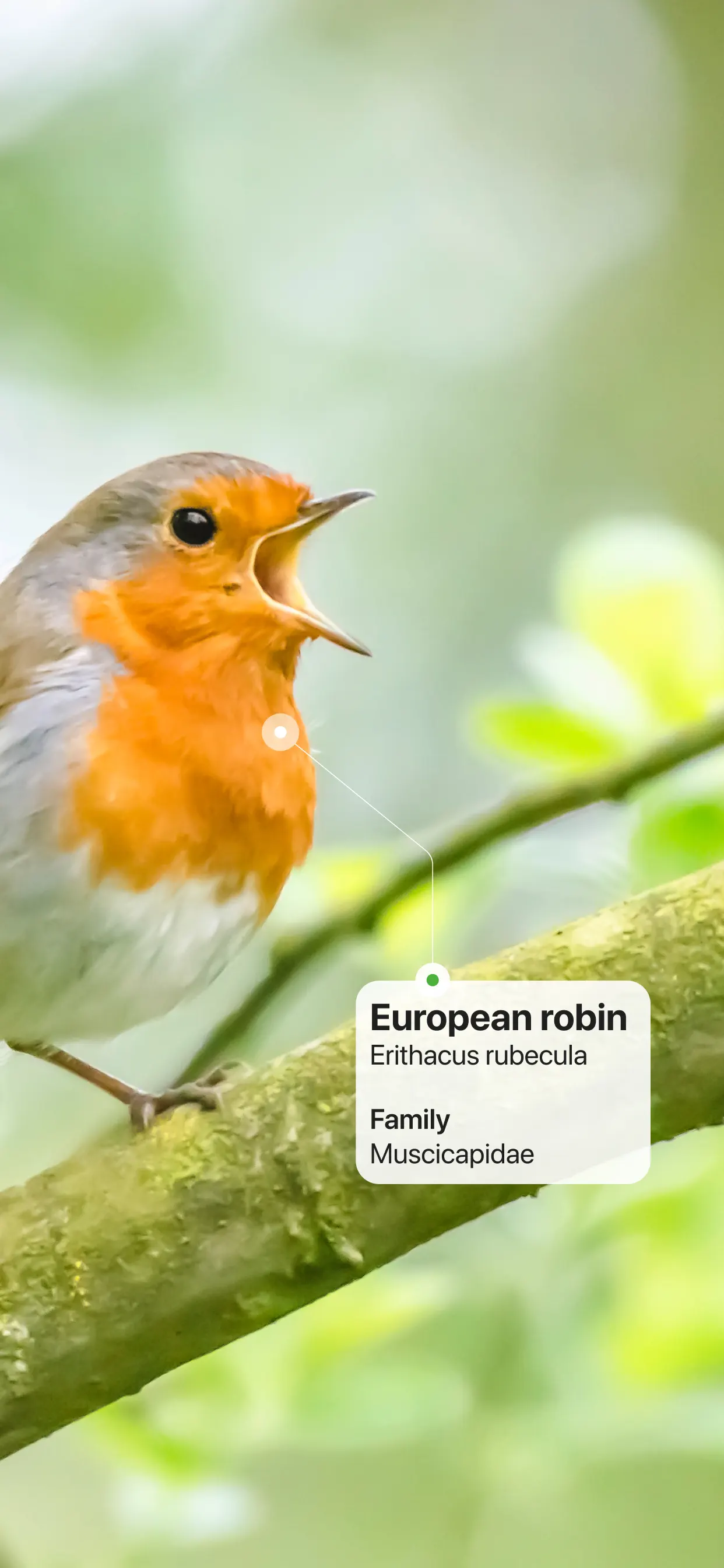 Picture Bird: Bird identifier screenshot 2