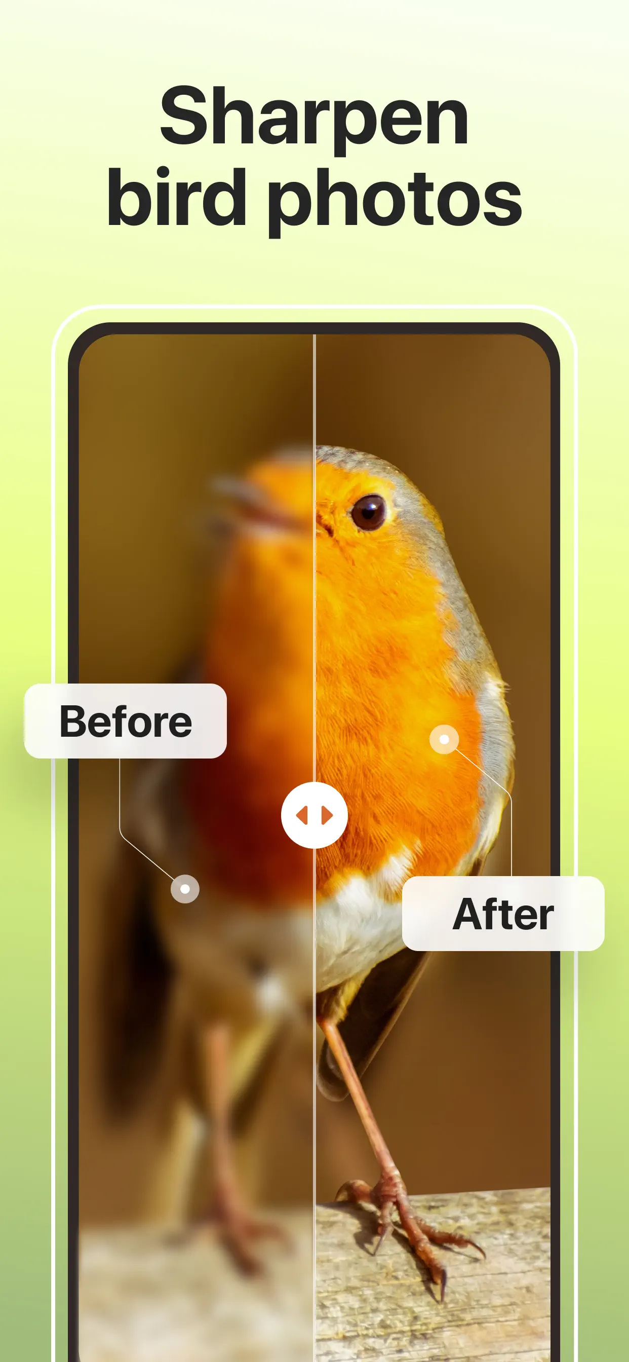 Picture Bird: Bird identifier screenshot 3