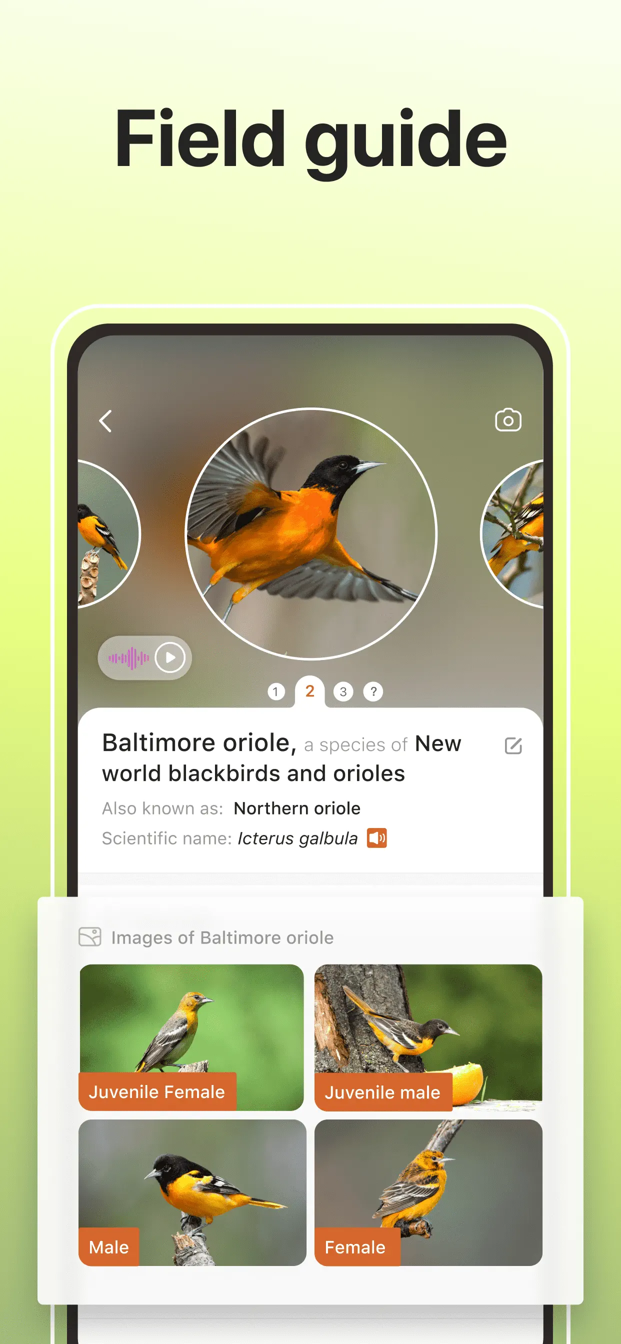 Picture Bird: Bird identifier screenshot 5