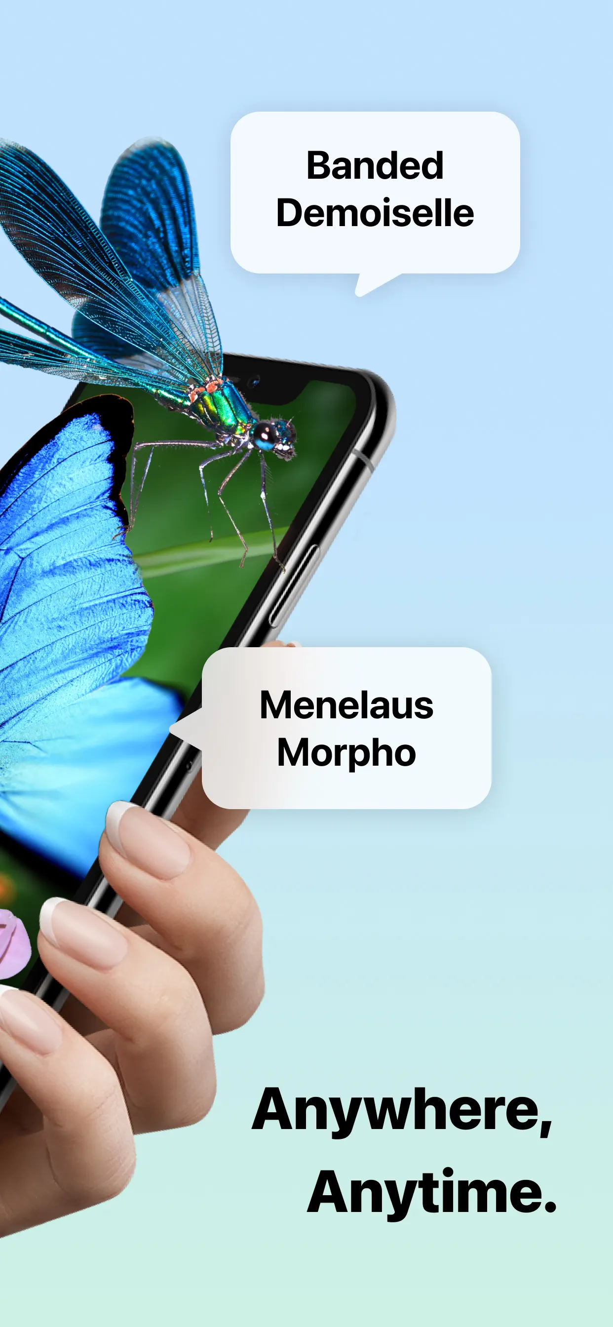Picture Insect: Bug Identifier screenshot 2
