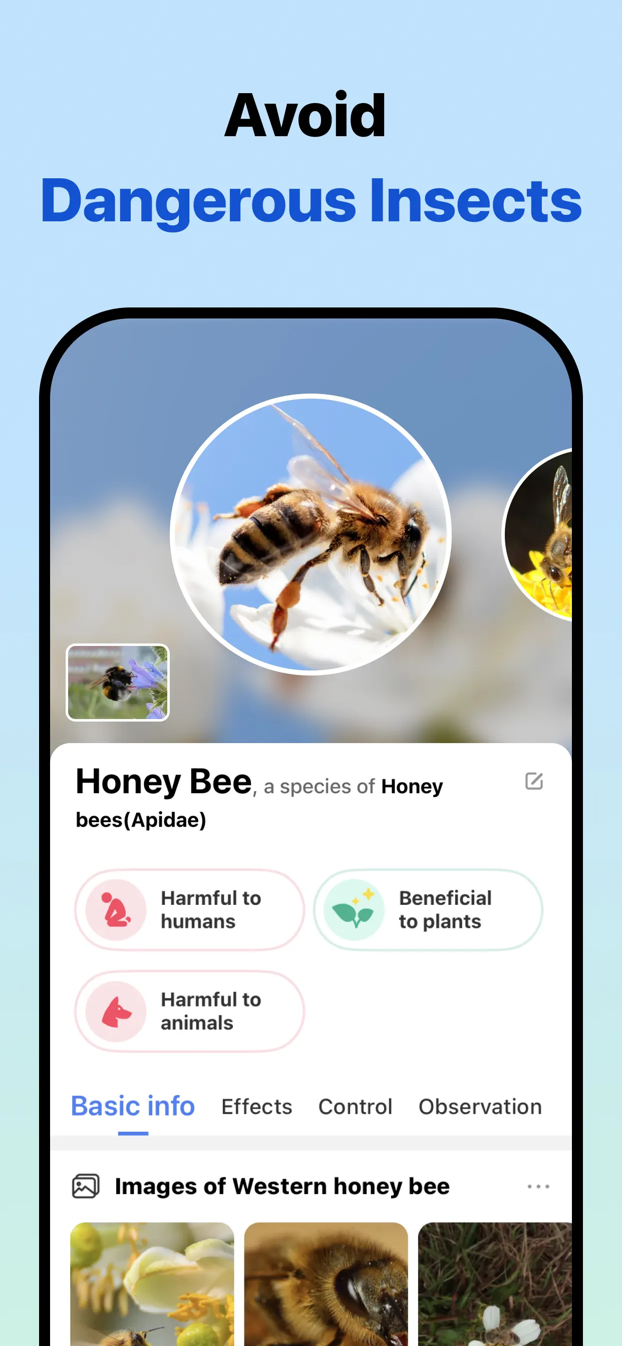 Picture Insect: Bug Identifier screenshot 3