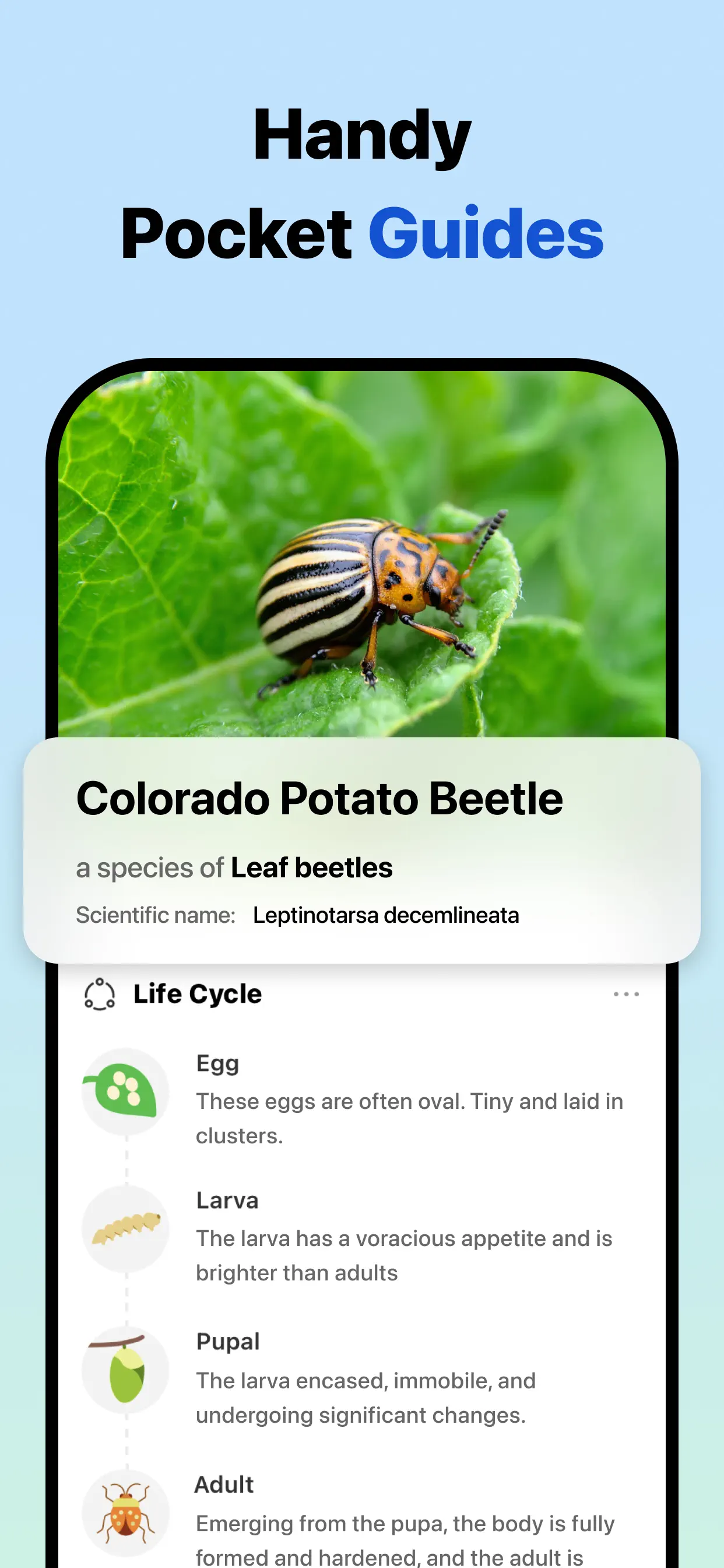 Picture Insect: Bug Identifier screenshot 4