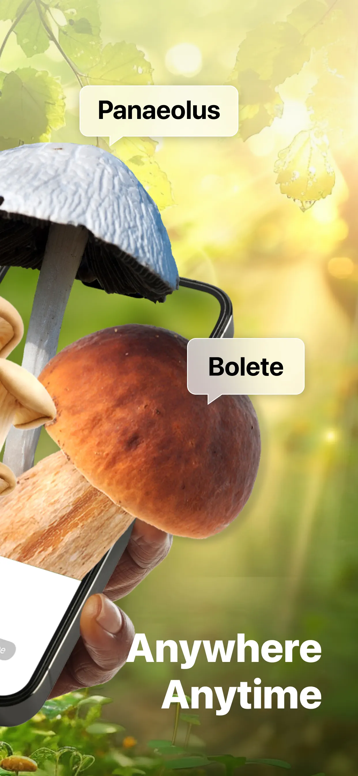Picture Mushroom: Identifier screenshot 2