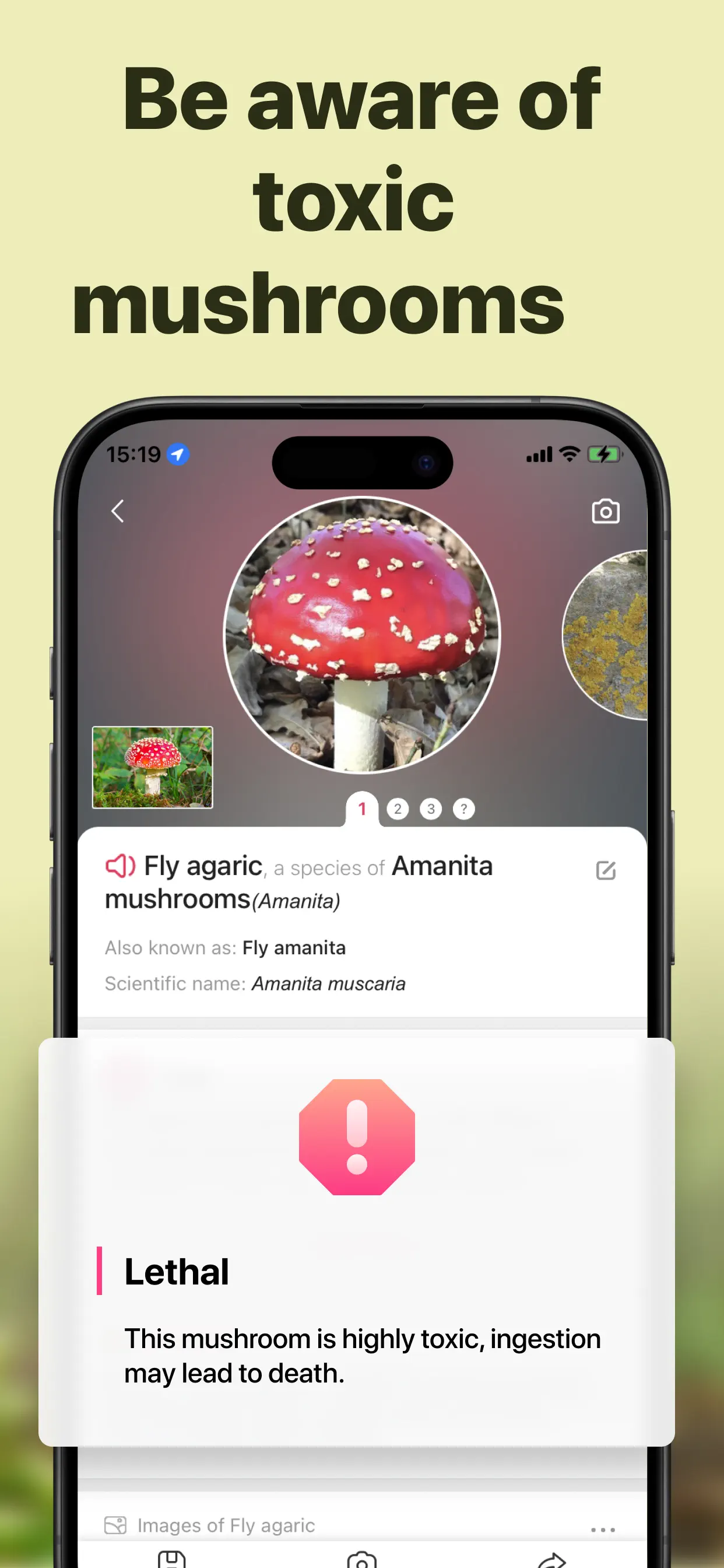 Picture Mushroom: Identifier screenshot 4